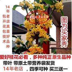 包邮天香台阁九龙桂中华龙桂四季黄金桂南北桂花苗木花卉盆栽地栽