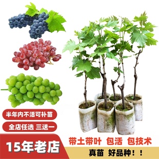 阳光玫瑰澳洲无籽红提子夏黑巨峰葡萄苗嫁接果树苗爬藤南方北方