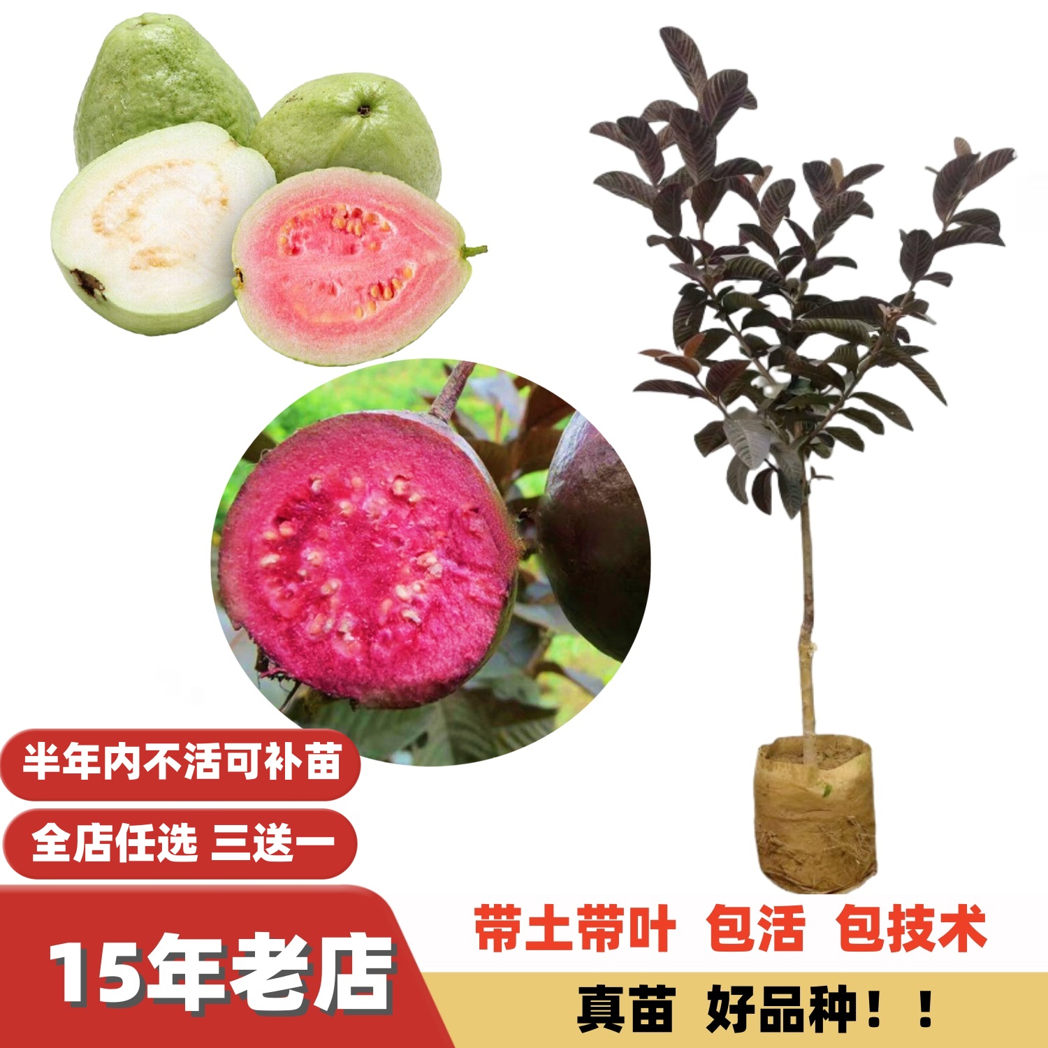 改良台湾西瓜红心珍珠红宝石番石榴苗树苗嫁接苗多季结果盆栽地栽