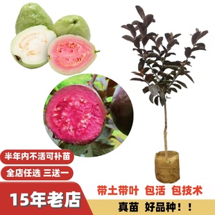 改良台湾西瓜红心珍珠红宝石番石榴苗树苗嫁接苗多季结果盆栽地栽