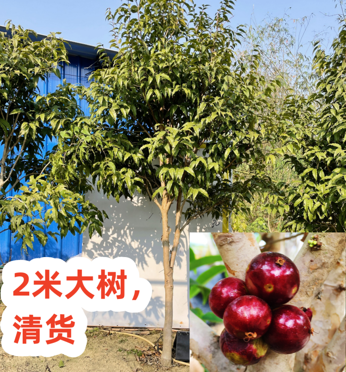 带花发货 田租到期  青货两米大树大果巨红钻嘉宝果树苗树葡萄