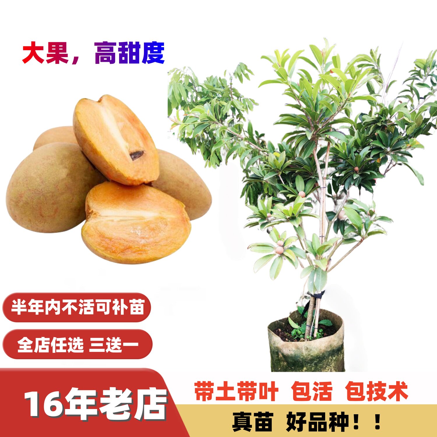 多季结果爆甜特大果人心果树苗