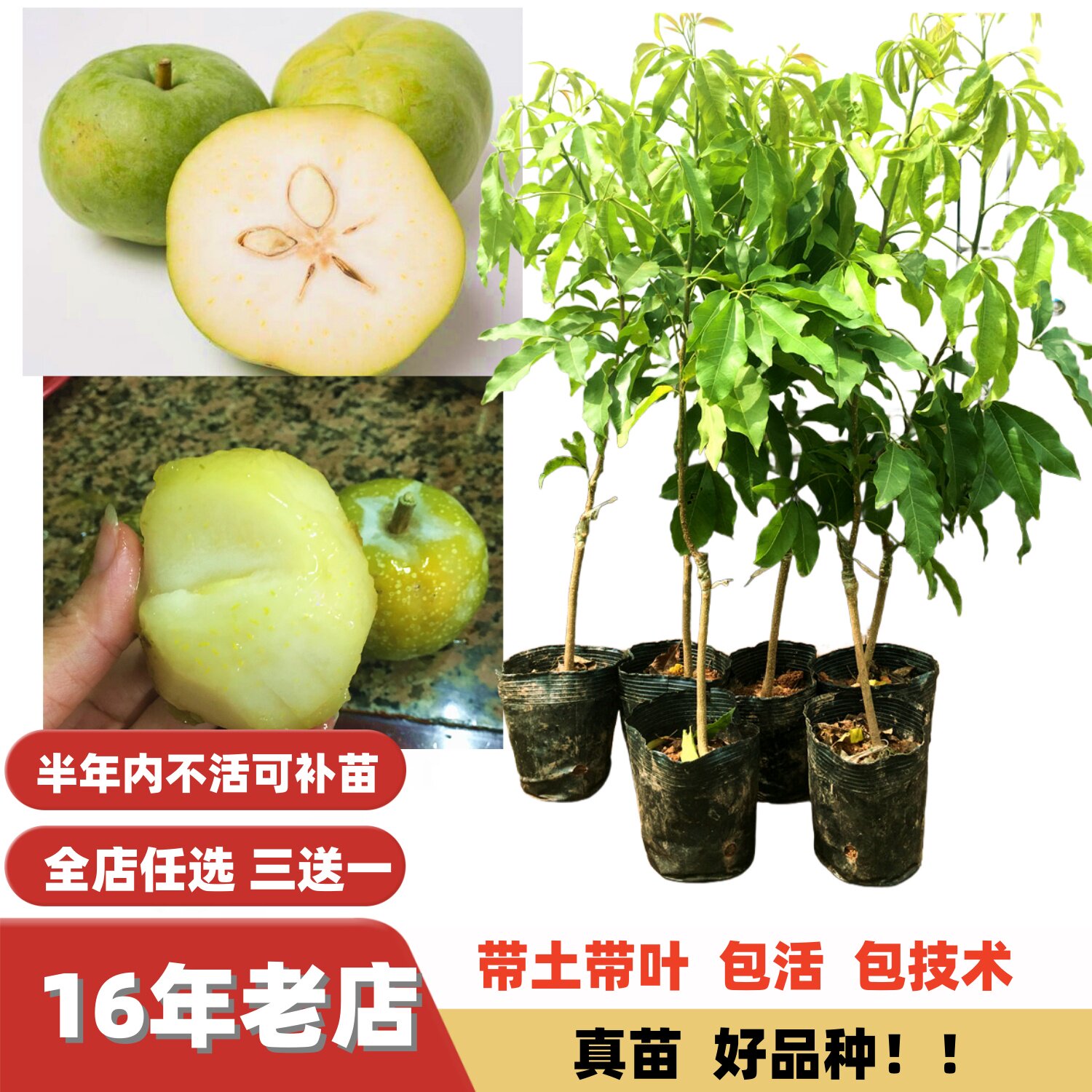 新品种高档水果易结果W4冰淇淋白柿果树苗嫁接苗南方盆栽地栽