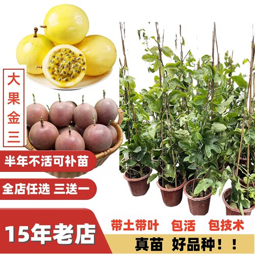 新巨无霸金三号钦蜜九号百香果苗