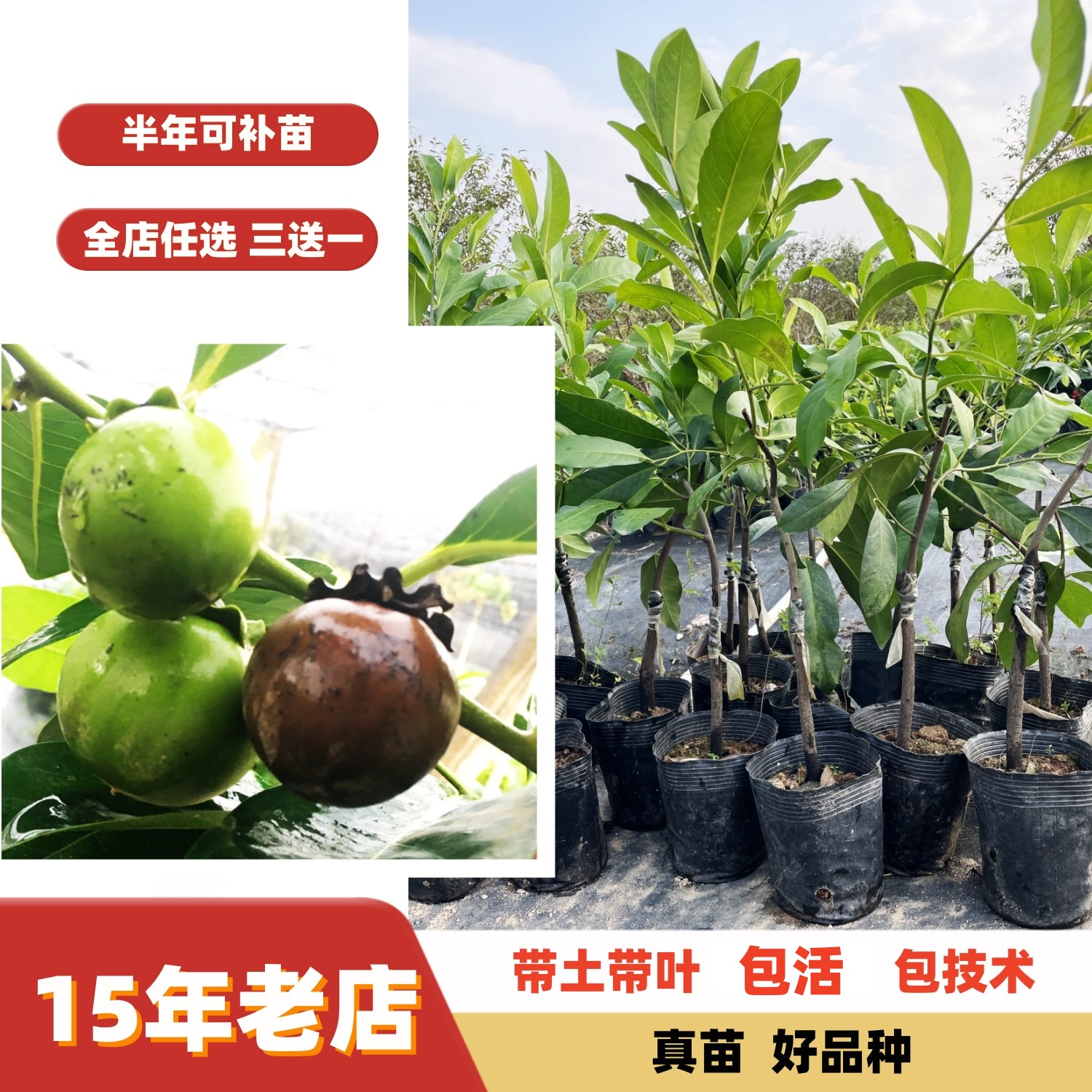 巧克力布丁果黑柿嫁接苗果树苗