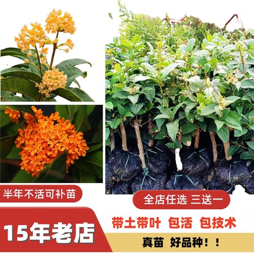 多季开花丹桂八月纯种金桂桂花苗