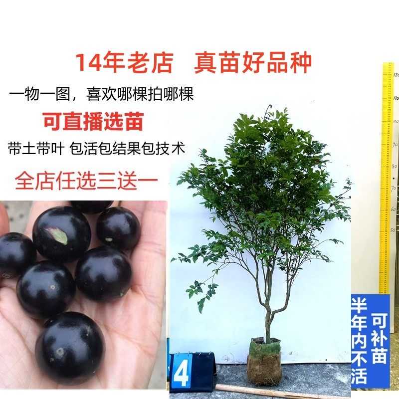 新品种改良大果沙巴嘉宝果树苗
