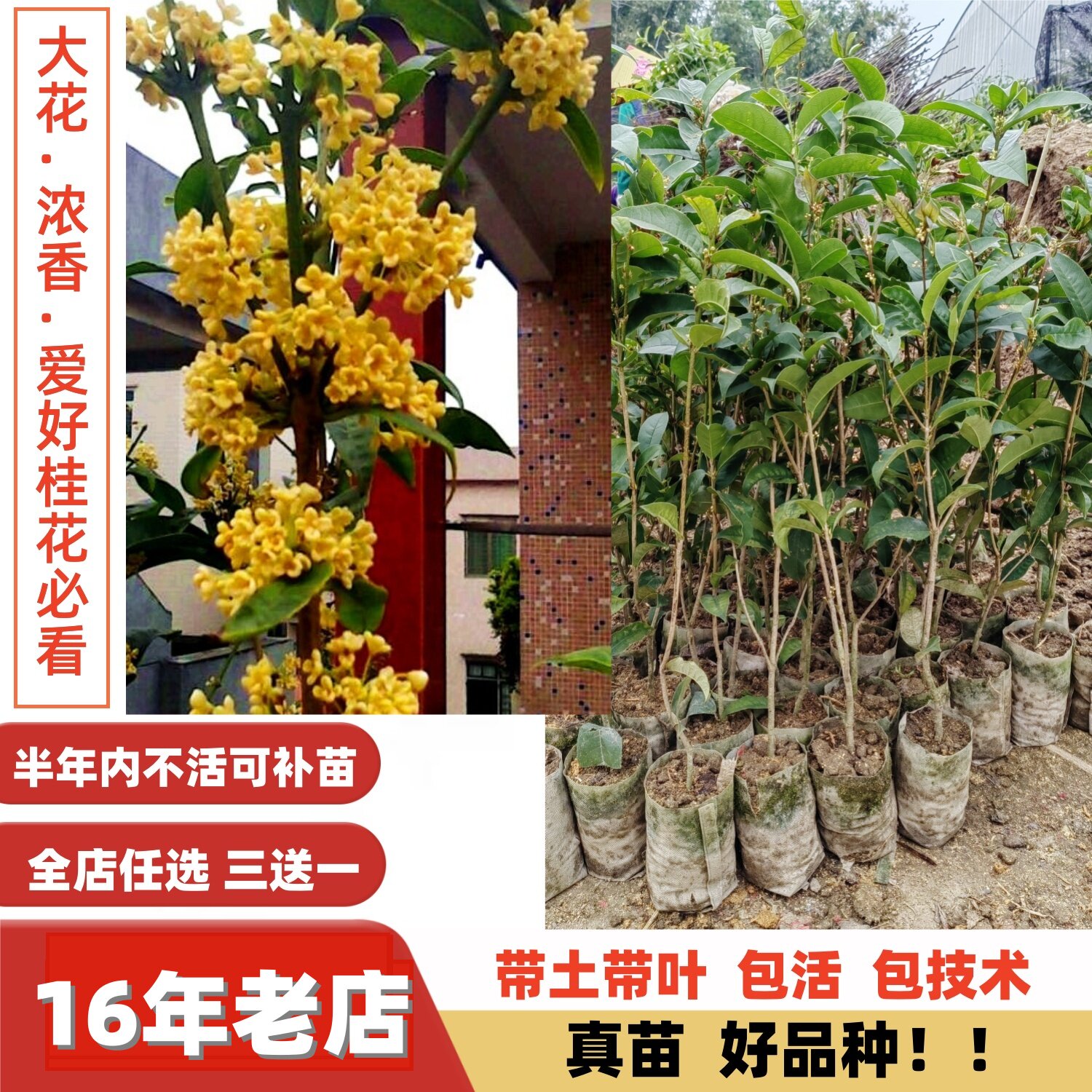 包邮天香台阁九龙桂中华龙桂四季黄金桂南北桂花苗木花卉盆栽地栽