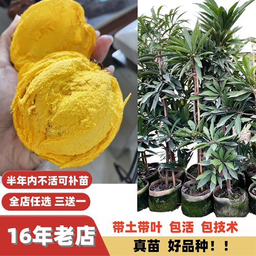 新品种AL罗斯果蛋黄果耀糖仙桃