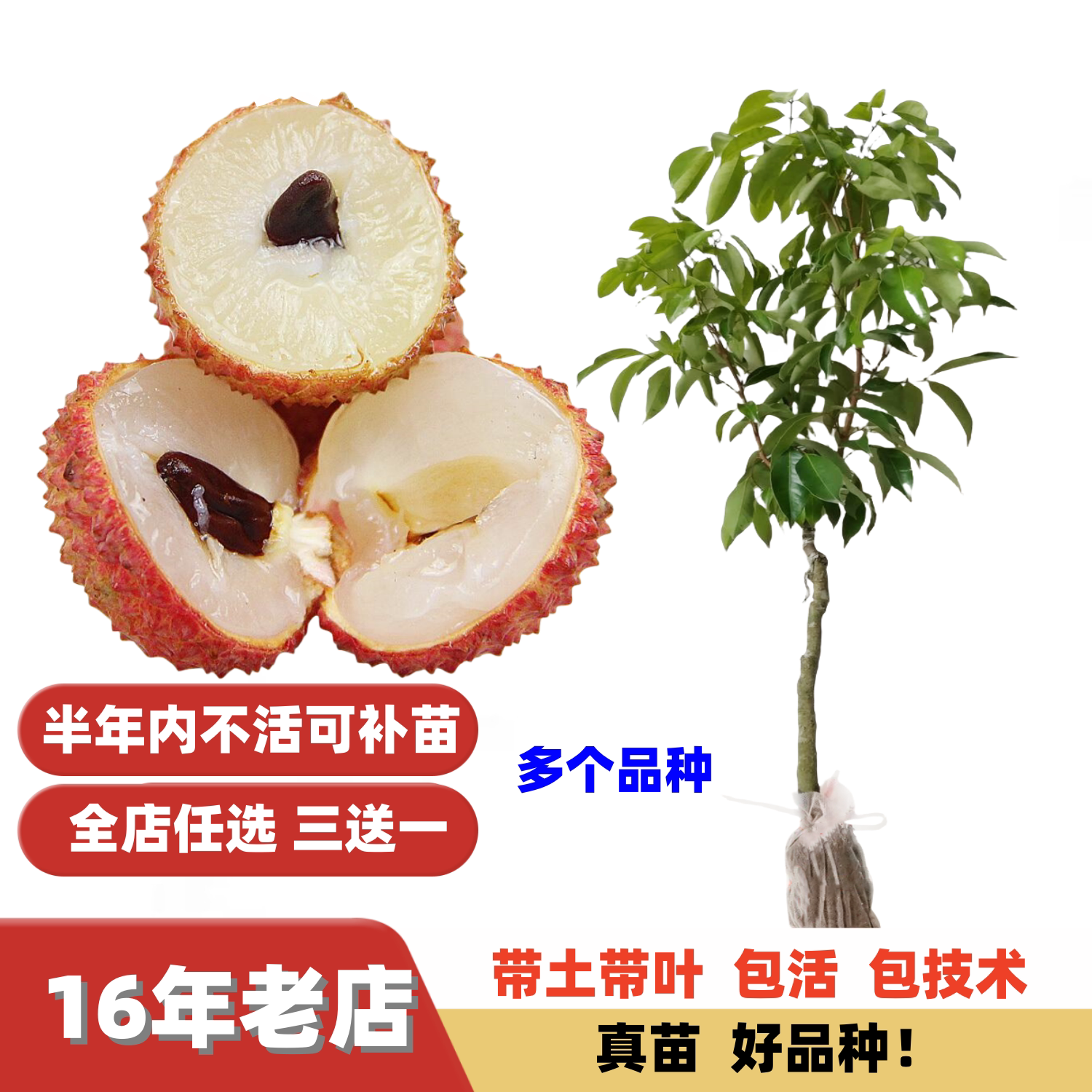 新品种改良无核桂味荔枝苗嫁接苗