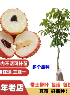 新品种改良无核桂味荔枝苗嫁接苗