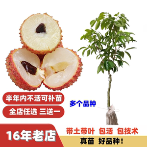 新品种改良无核桂味荔枝苗嫁接苗