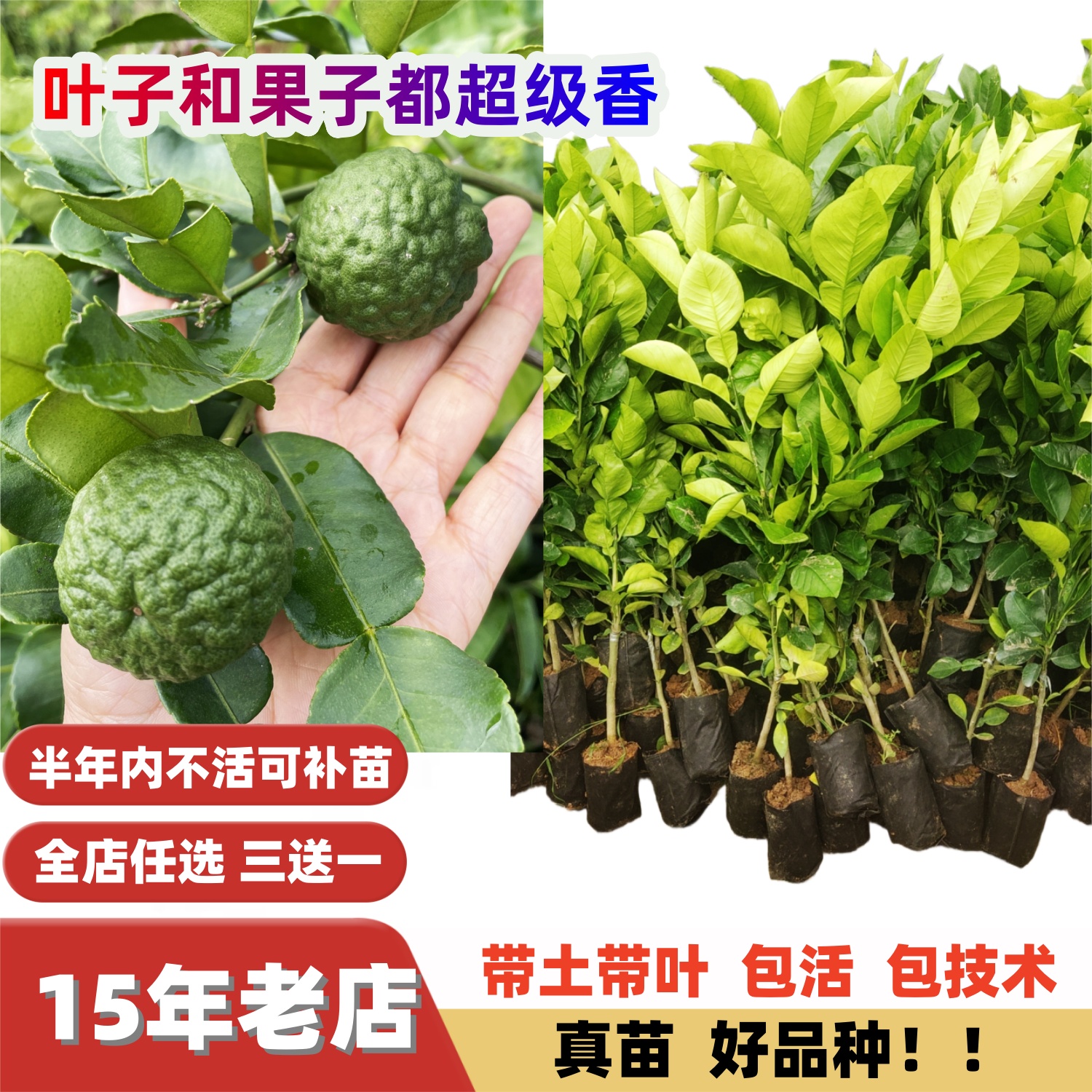 泰国芳香植物丑柠檬嫁接苗