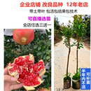 新品 改良特大果特甜软籽早熟突尼斯石榴水晶石榴嫁接苗大苗 种