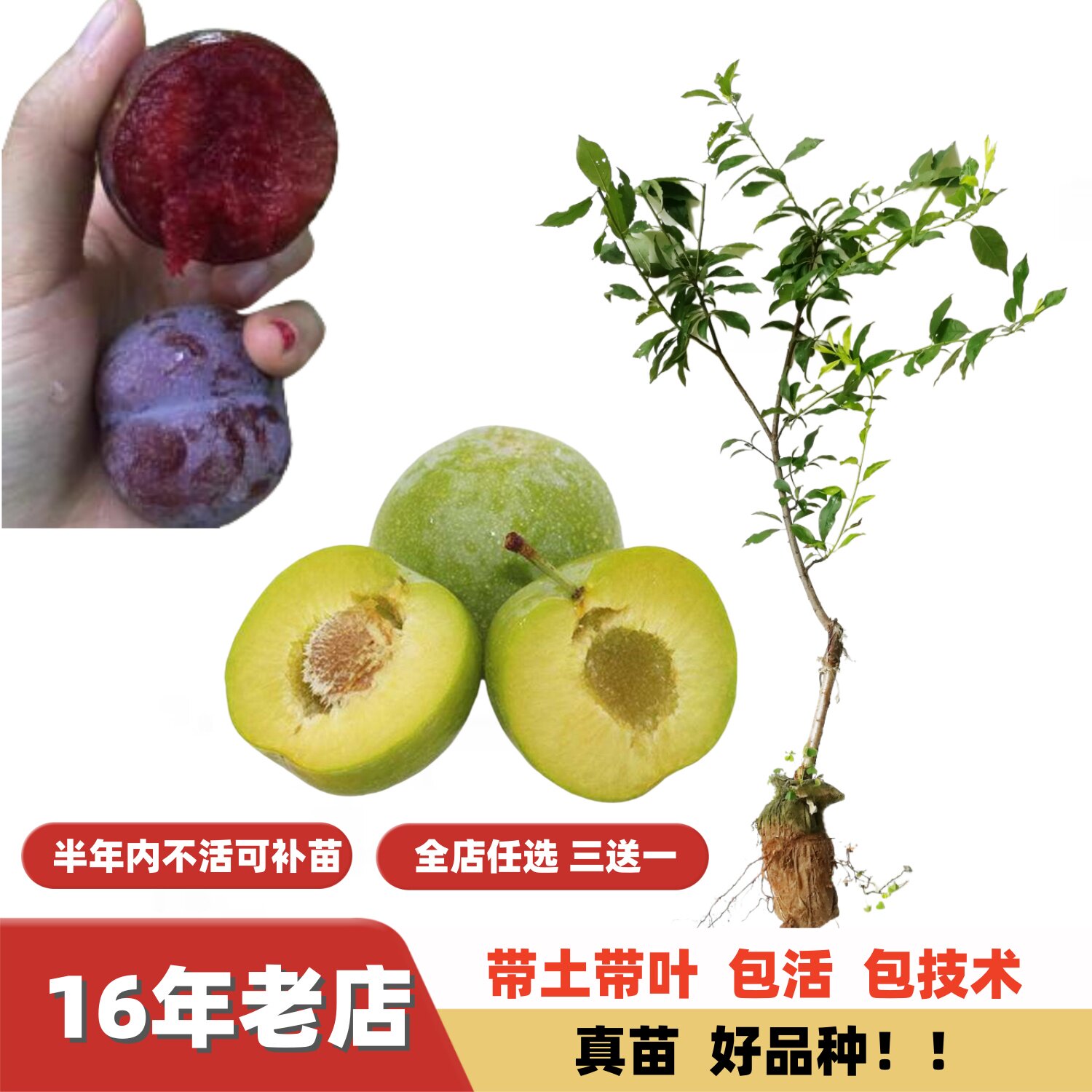 早熟三月李晚熟钱排三华李嫁接苗