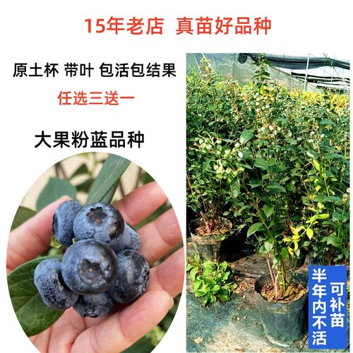 四季成熟高甜度大果蓝莓树苗
