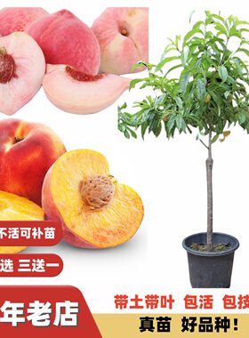 新品鹰嘴桃台农3号7号早熟水蜜桃