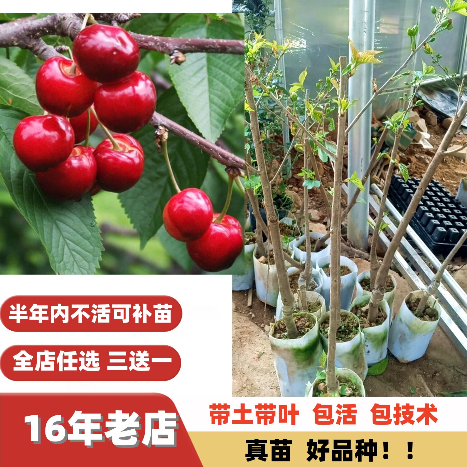 改良新品种红妃黑珍珠樱桃嫁接苗图片