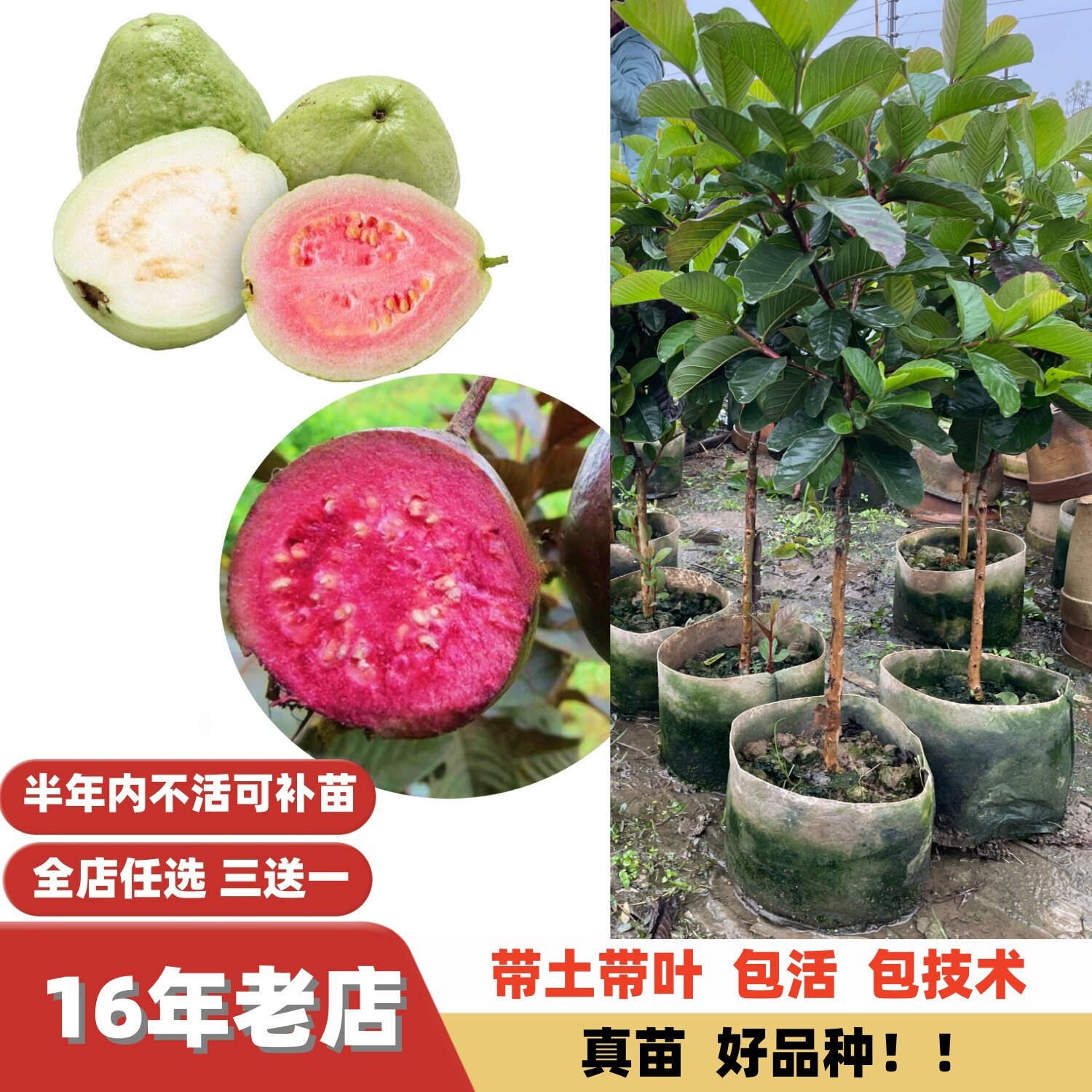 紫玉番石榴芭乐果树苗小叶珍珠番石榴鸡屎果嫁接苗当年结果四季