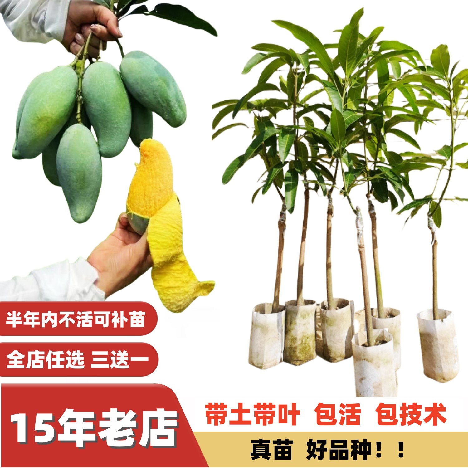 桂七金煌芒果苗四季浓香厚肉纯甜
