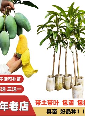 桂七金煌芒果苗四季浓香厚肉纯甜