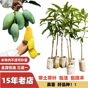 多季结果果香浓郁田东桂七香芒大果金煌芒果苗台农嫁接苗果树苗