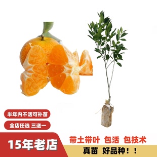 改良正宗四会无籽砂糖橘沙糖桔子苗子嫁接苗果苗南方北方盆栽地栽