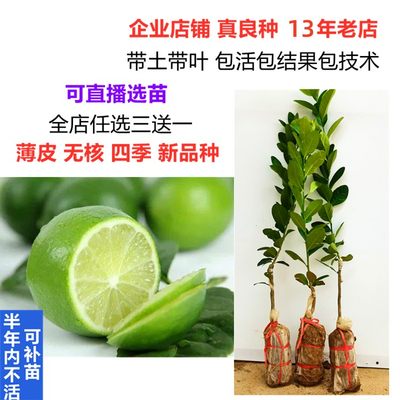 新品种改良广东无核四季香水柠檬