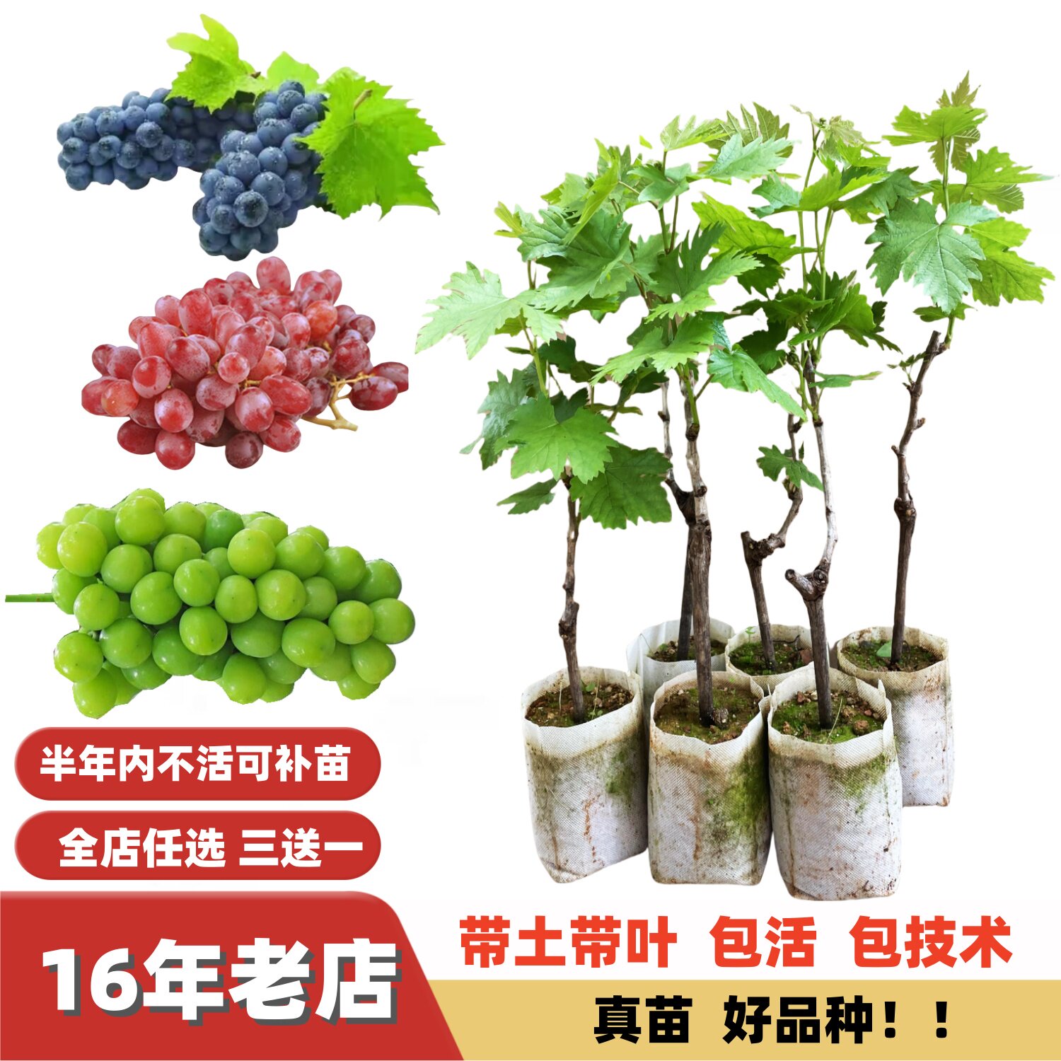 自然结果阳光玫瑰巨峰夏黑葡萄苗