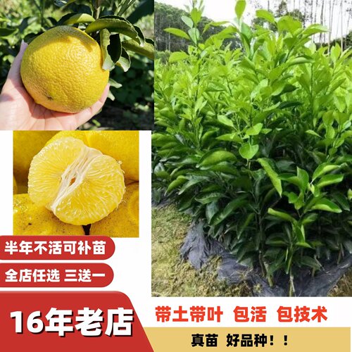 新品种爆汁纯甜少纤维黄金贡柚苗