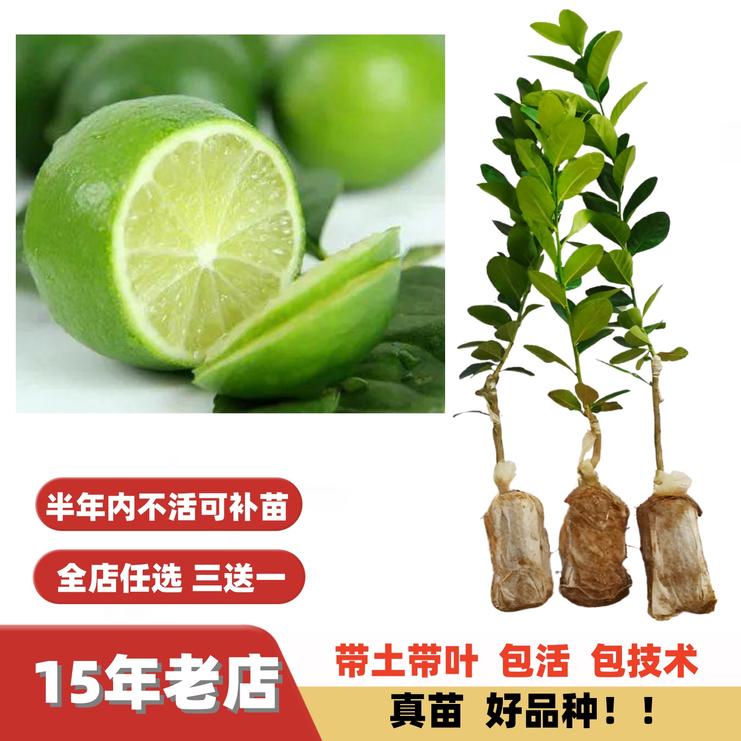 薄皮改良广东四季香水柠檬嫁接苗