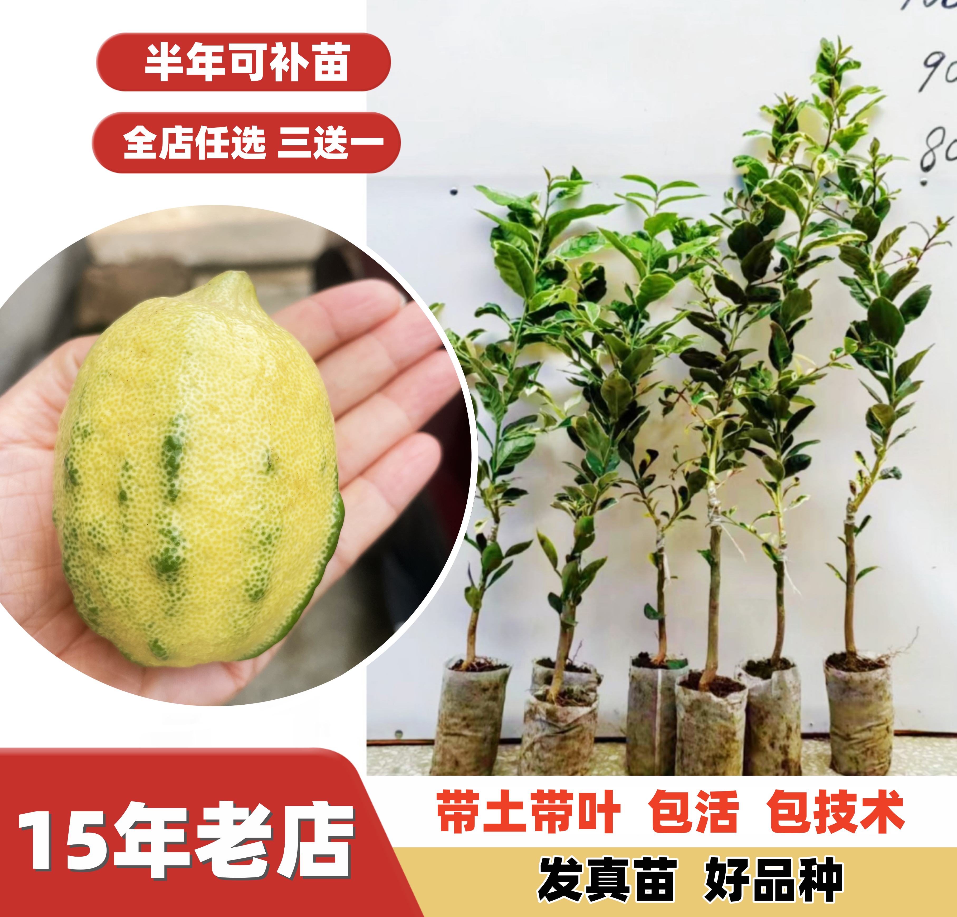 新品种 泰国多季结果花叶斑叶柠檬苗嫁接高档品种南北可种常绿