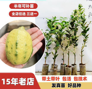 新品种 泰国多季结果花叶斑叶柠檬苗嫁接高档品种南北可种常绿