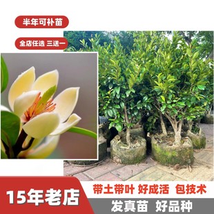 易开花风含情水含笑花树苗当年开花矮桩庭院造景绿植盆栽地栽耐寒
