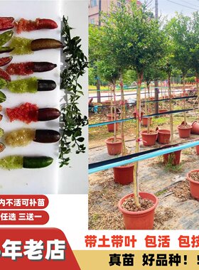 多季结果澳洲造型手指柠檬嫁接苗