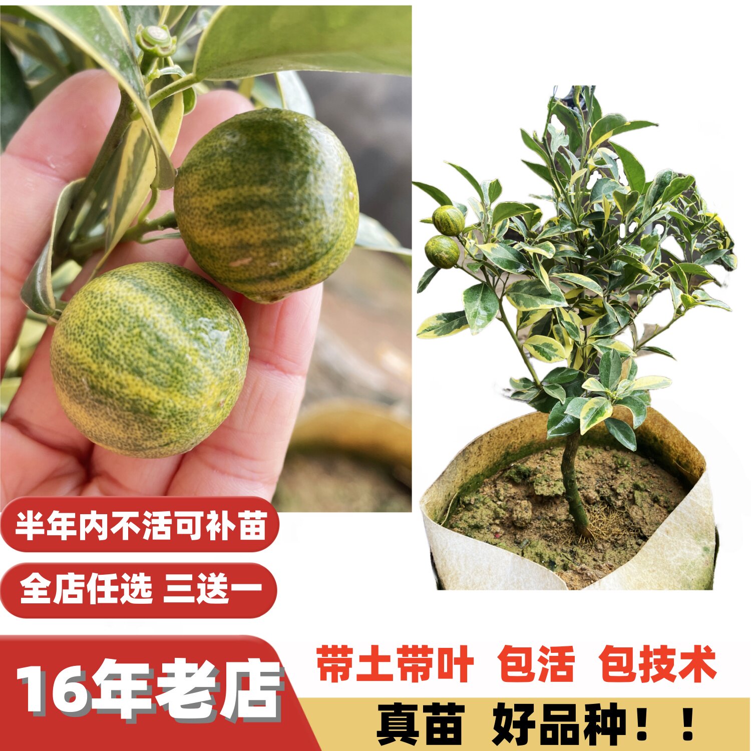 色彩斑斓优美斑叶小青桔嫁接苗