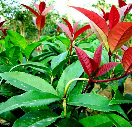 老桩桂花树苗原生结子桂朱砂红桂龙桂九龙桂树苗南方北方盆栽地栽