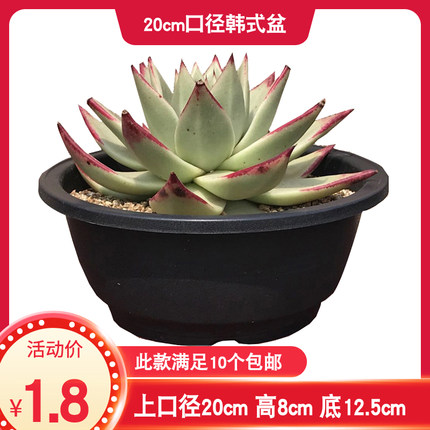 韩式多肉植物塑料大花盆育苗盆景天花卉盆20cm口径特价加厚黑色盆