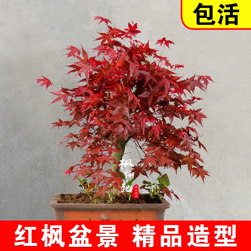 日本红枫盆栽老桩盆景四季树苗盆景红枫树苗客厅室内外植物红舞姬