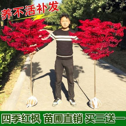 日本红枫树苗庭院绿化