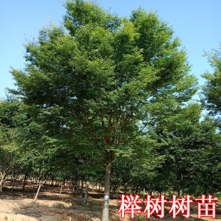 榉树苗绿化苗木庭院室外工程园林榉树大树苗风景树苗大型榉树小苗