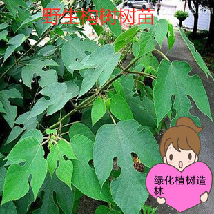 绿化造林饲养猪羊牛野生构树树苗耐寒成活高狗树野葡萄苗规格齐全