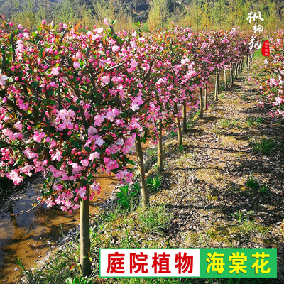海棠树苗南方北方种植盆栽地栽西府四季常绿开花庭院风景花木树苗