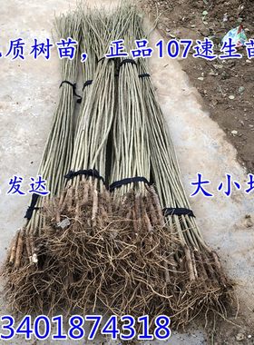 白杨树苗白杨树无絮速生杨107速生杨树苗 植树造林2025白杨苗庭院