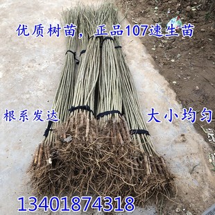白杨树苗白杨树无絮速生杨107速生杨树苗 植树造林2025白杨苗庭院