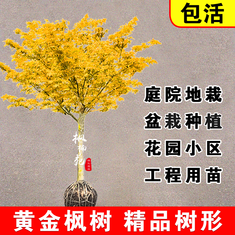 黄金枫树苗正宗橙之梦红枫四季红枫日本黄金枫树苗庭院盆栽风景树