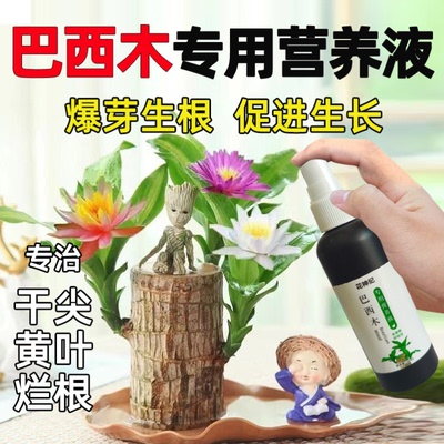 巴西木专用营养液家用盆栽养花种花卉绿植物水培土培通用肥料