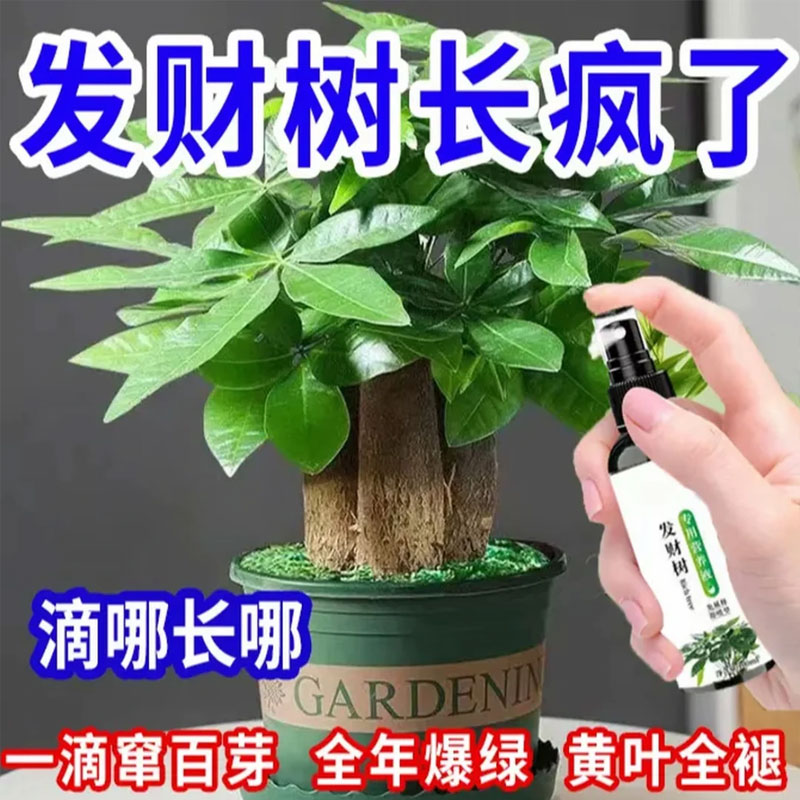 爆满盆】发财树营养液专用肥促生长催芽剂防黄叶烂根枯萎液体肥料