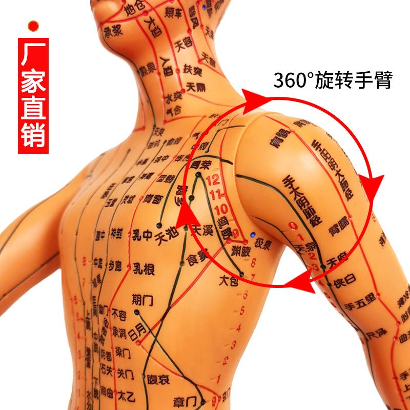 人穴位模型针经络教学小铜人超清全身体十二经晰络人灸模