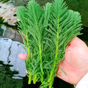 羽毛宝塔狐尾狐尾藻鱼池鱼缸池塘净化水质活体植物草绿水草造景